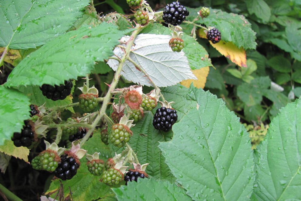 Brombeeren