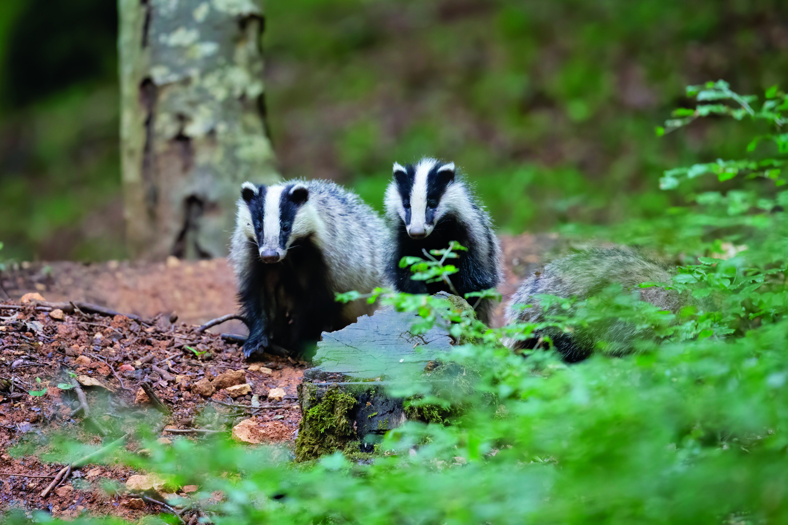 badger 5020426 scaled