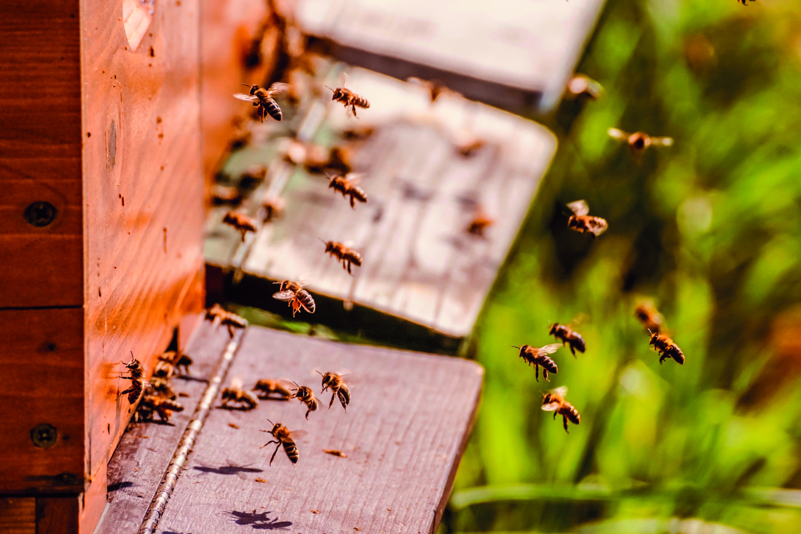 beehive 5026856 scaled