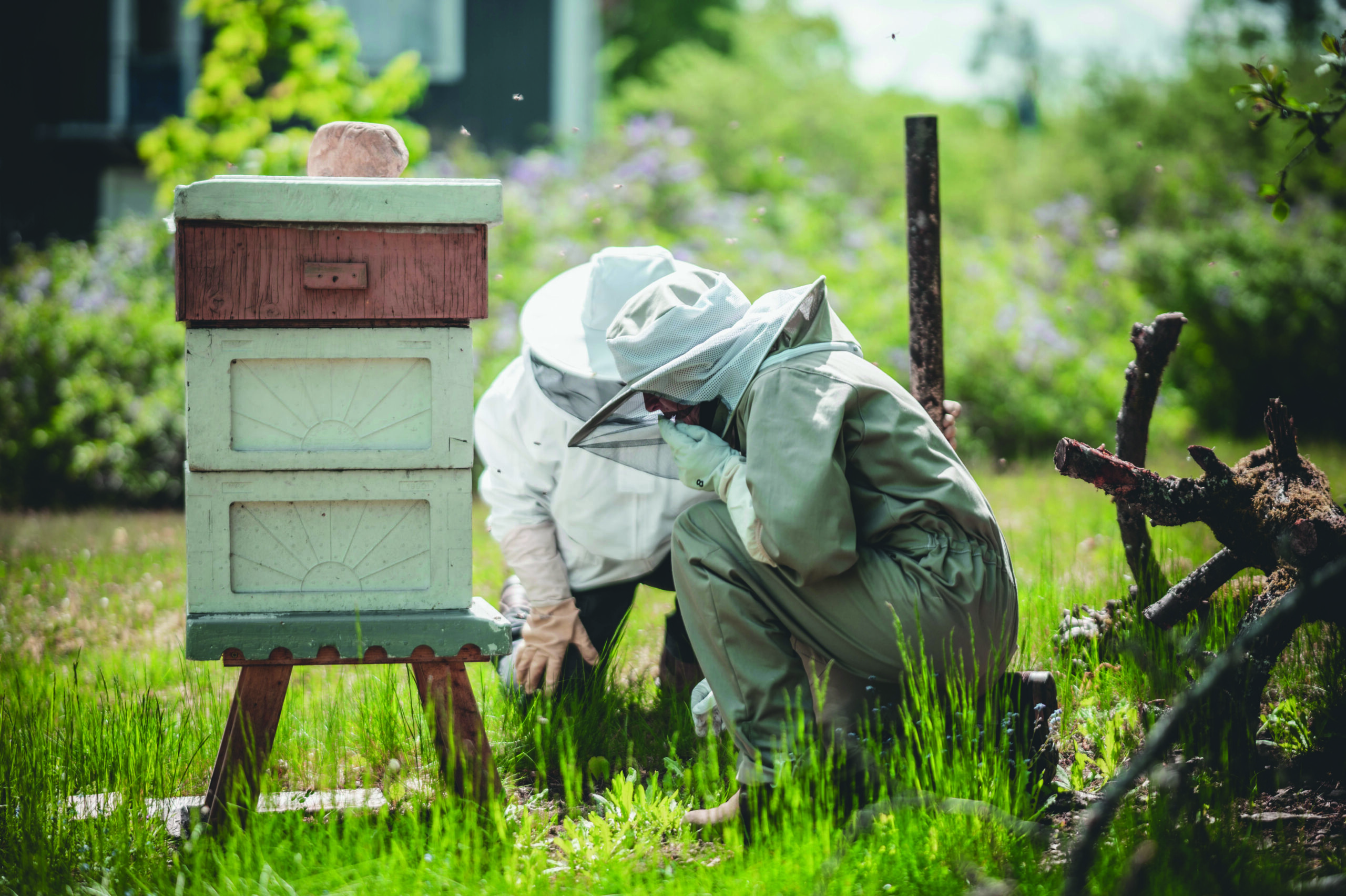 beehive 8519991 scaled