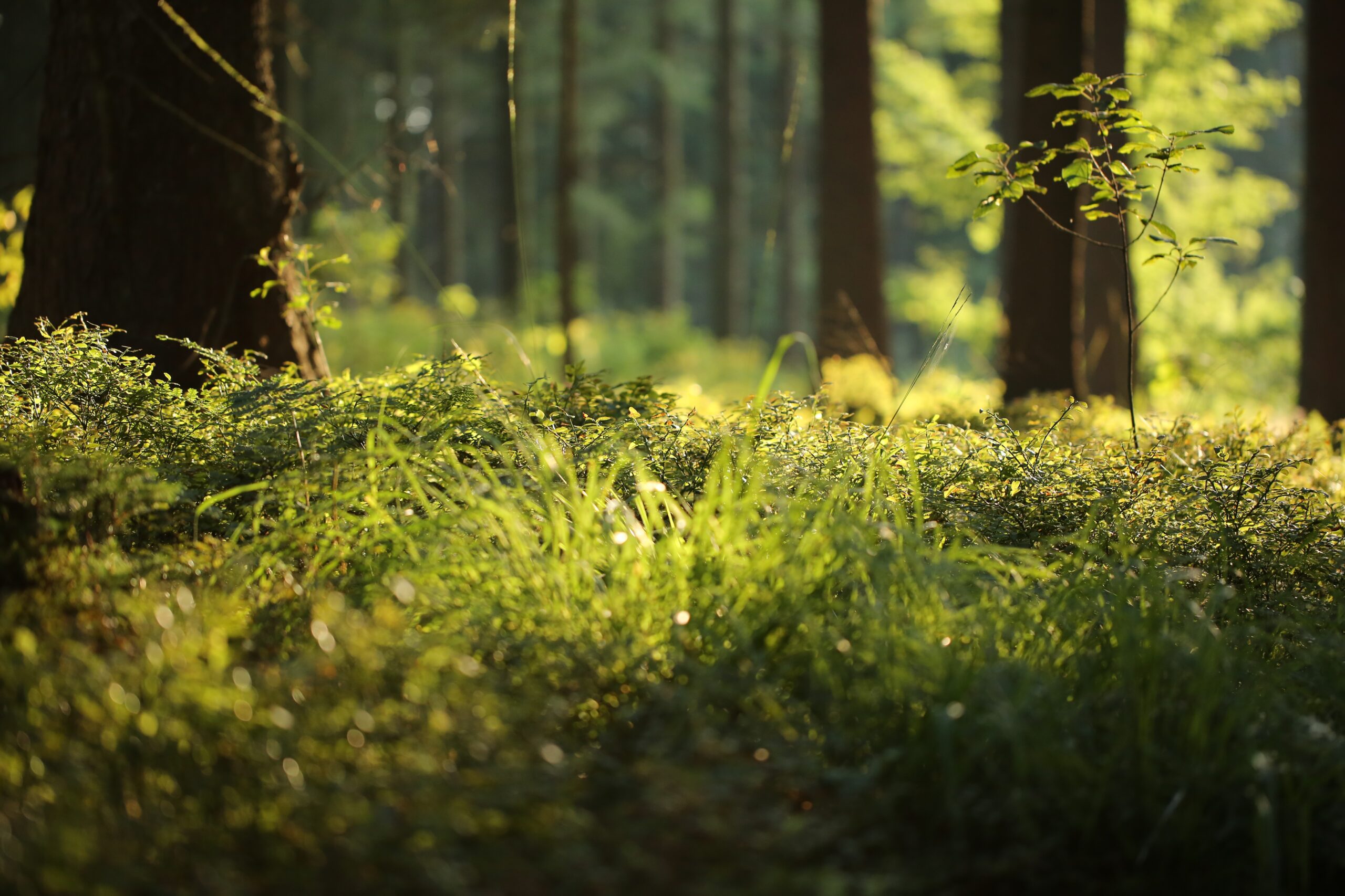 forest floor 4700814 scaled