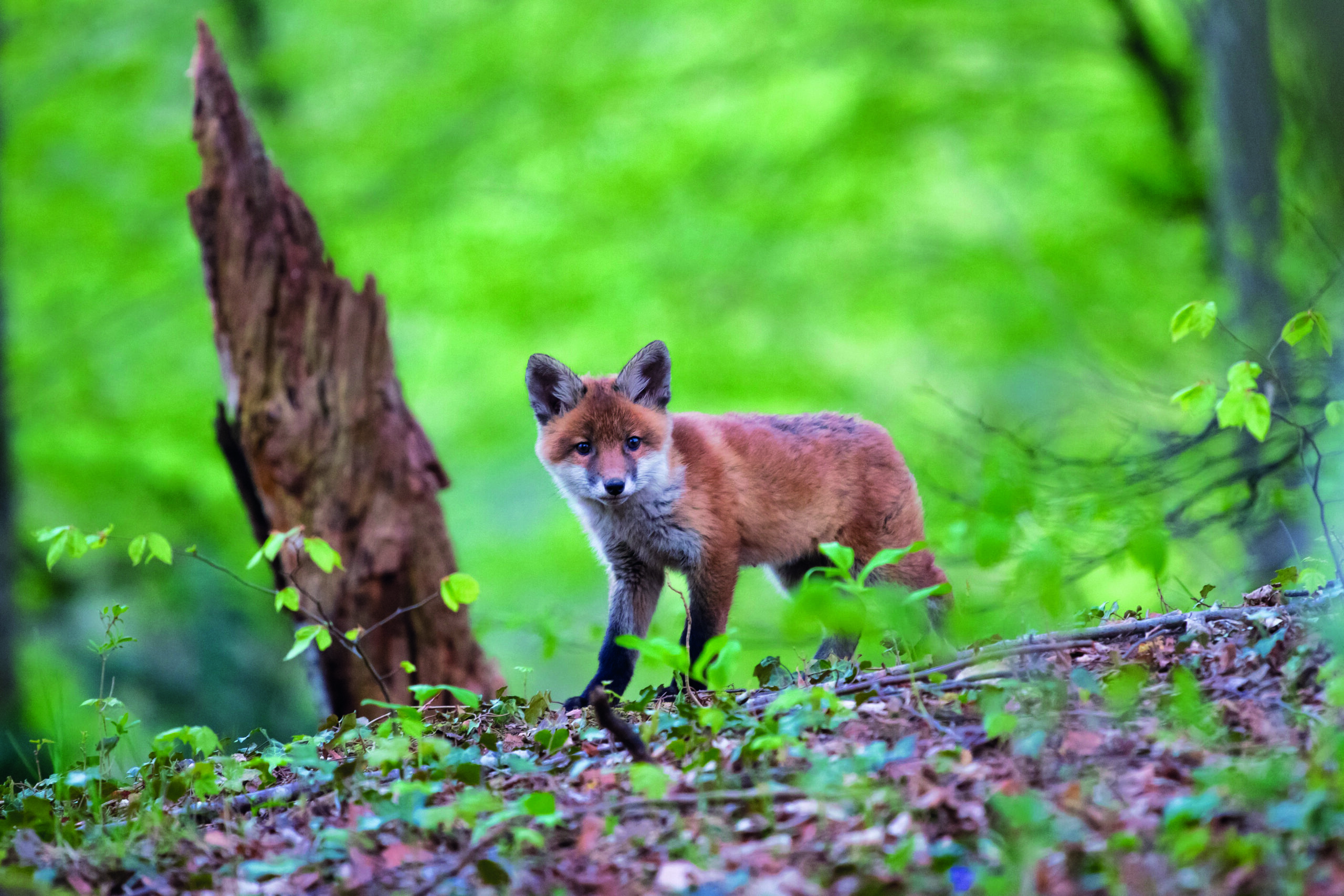 fox 2198112 scaled