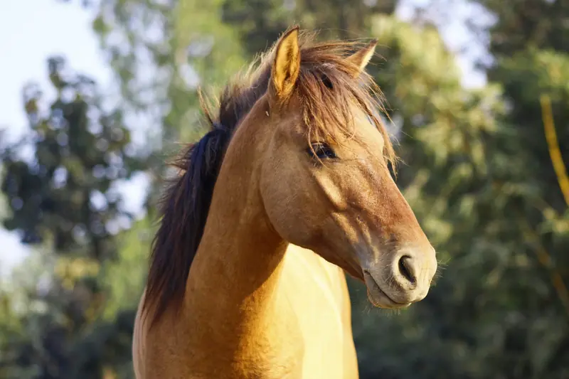 horse 8710272 scaled