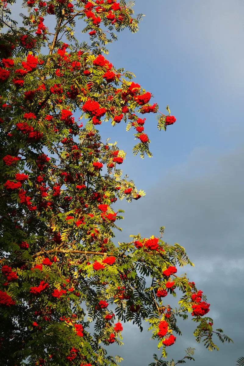 Eberesche mit roten Vogelbeeren
