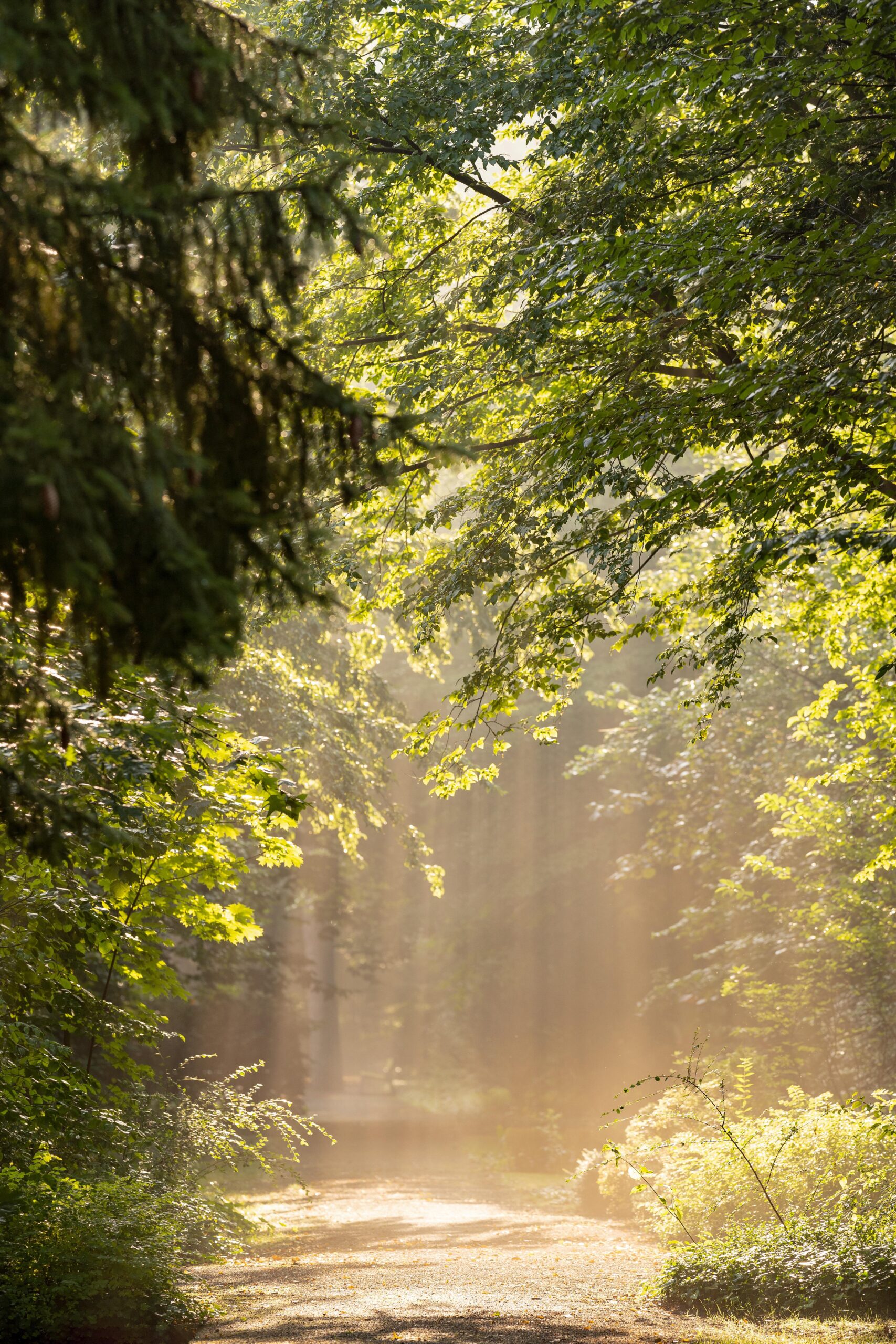 trees 6556336 scaled